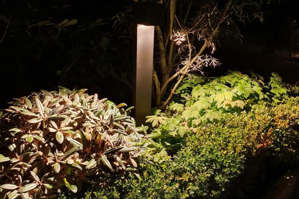 Belysningspollare som belyser vintergröna växter