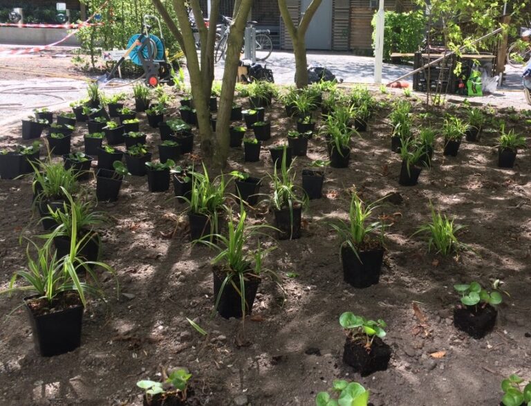 Plantering av marktäckande växter i halvskugga